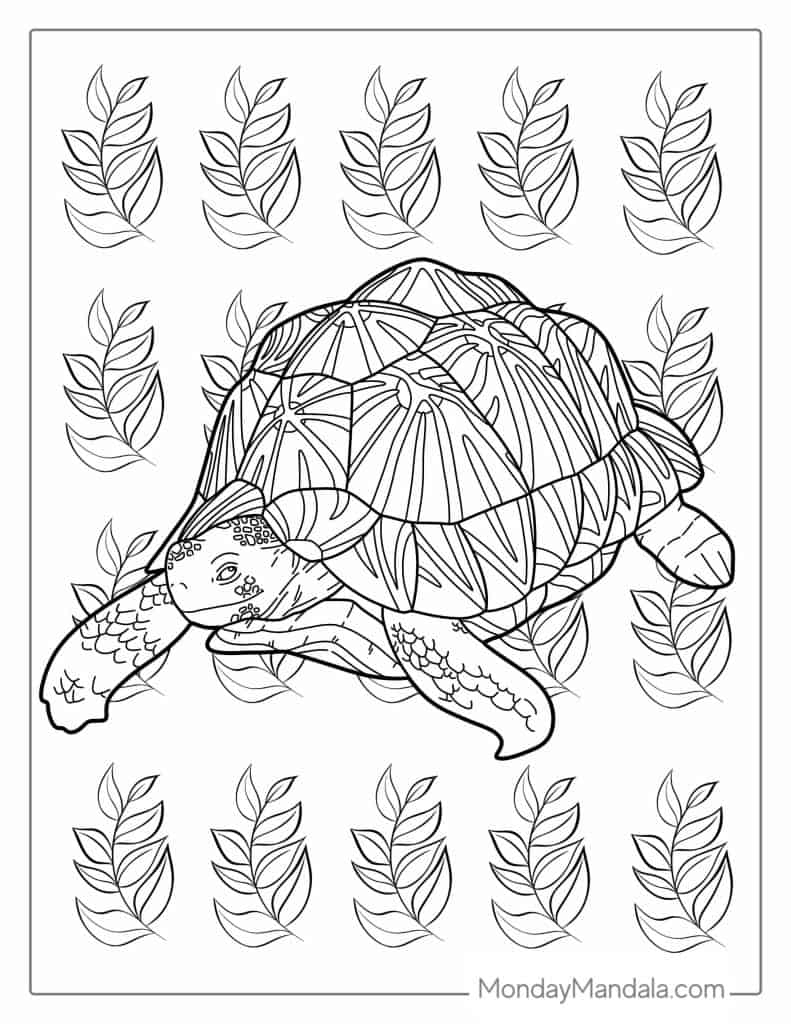 36 Turtle Coloring Pages Free PDF Printables 