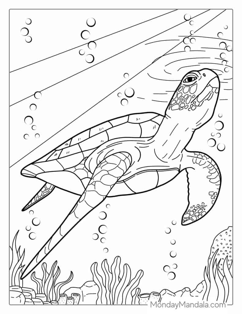 36 Turtle Coloring Pages Free PDF Printables 