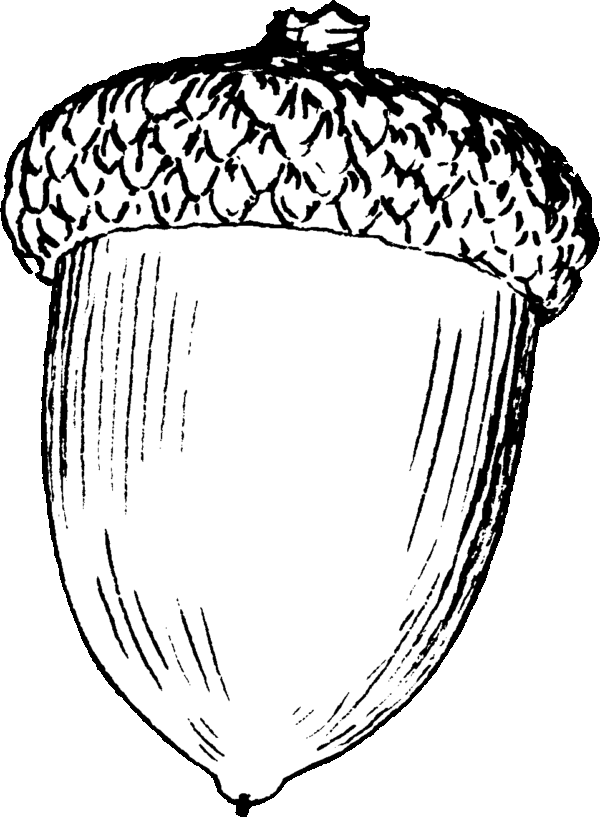 Acorn Printable Coloring Pages