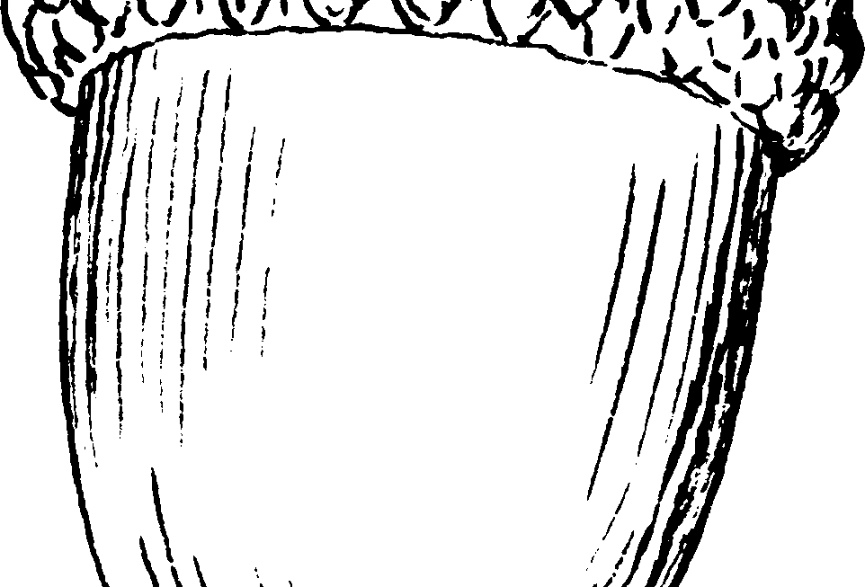Acorn Coloring Pages To Download And Print For Free