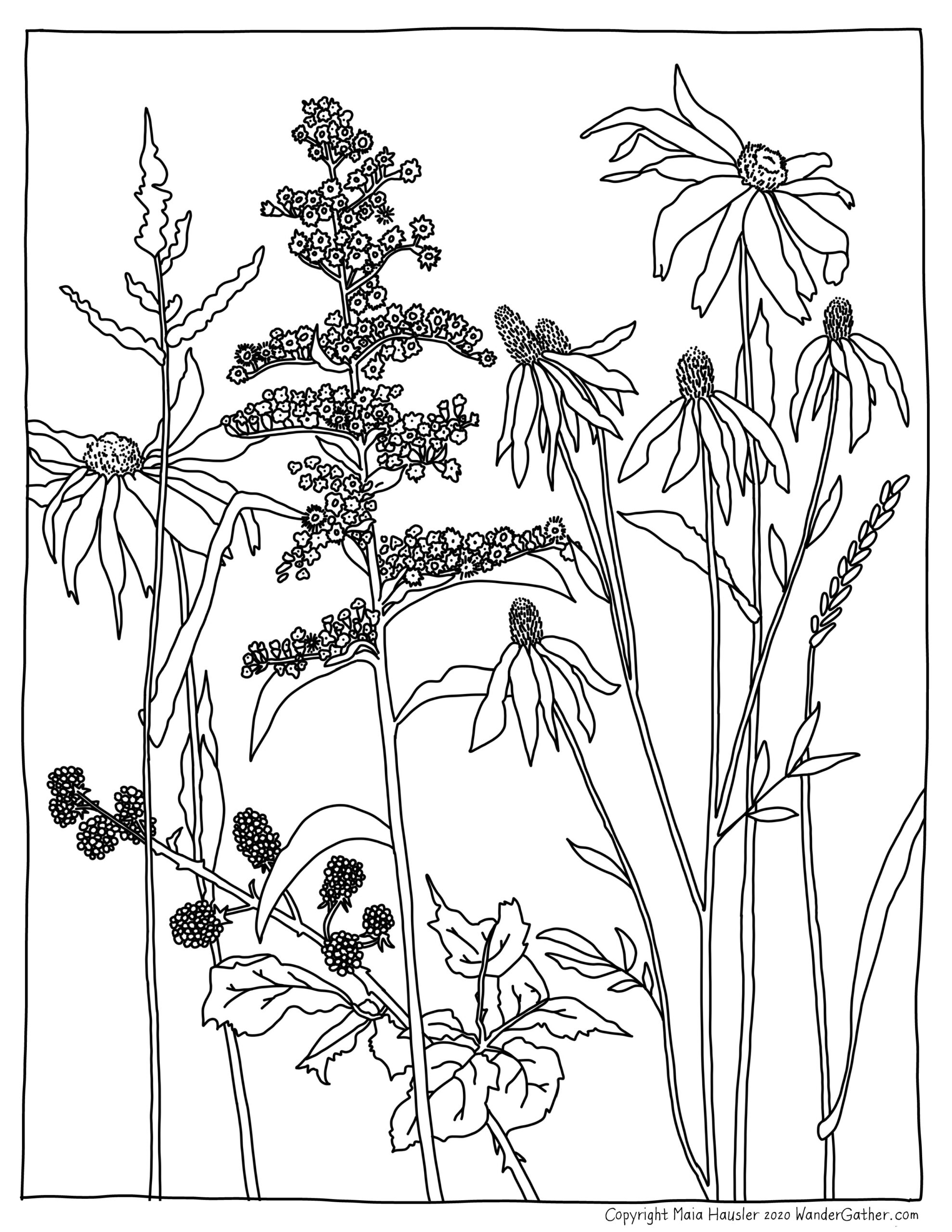 Coloring Pages Maia Hausler Illustration
