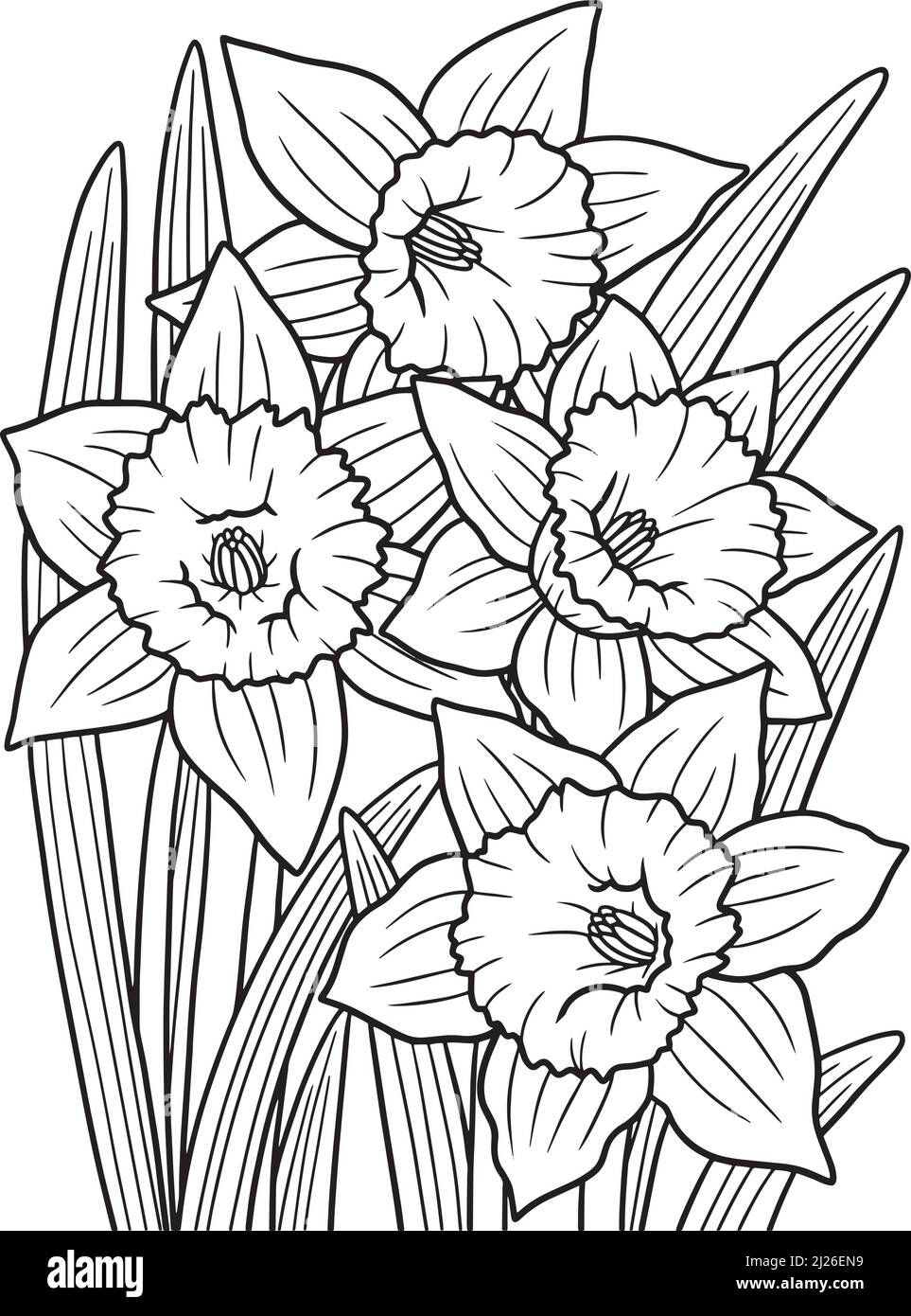 Daffodil Flower Coloring Page For Adults Stock Vector Image Art Alamy