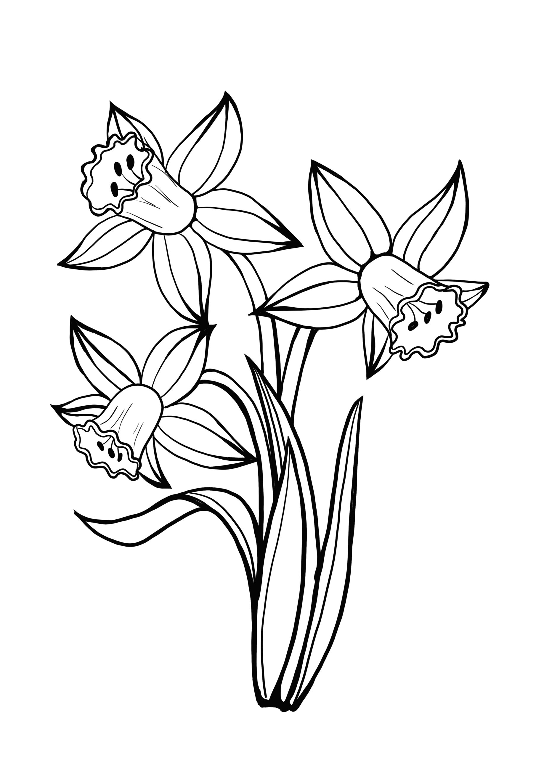 Daffodil Coloring Pages Printable