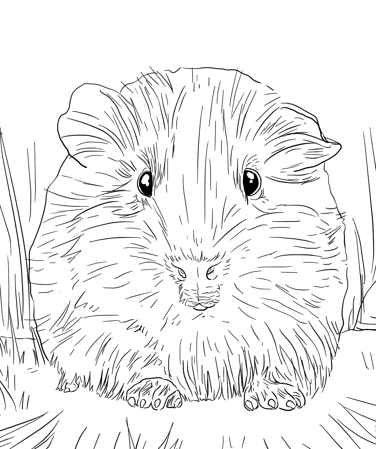 Printable Guinea Pig Coloring Pages