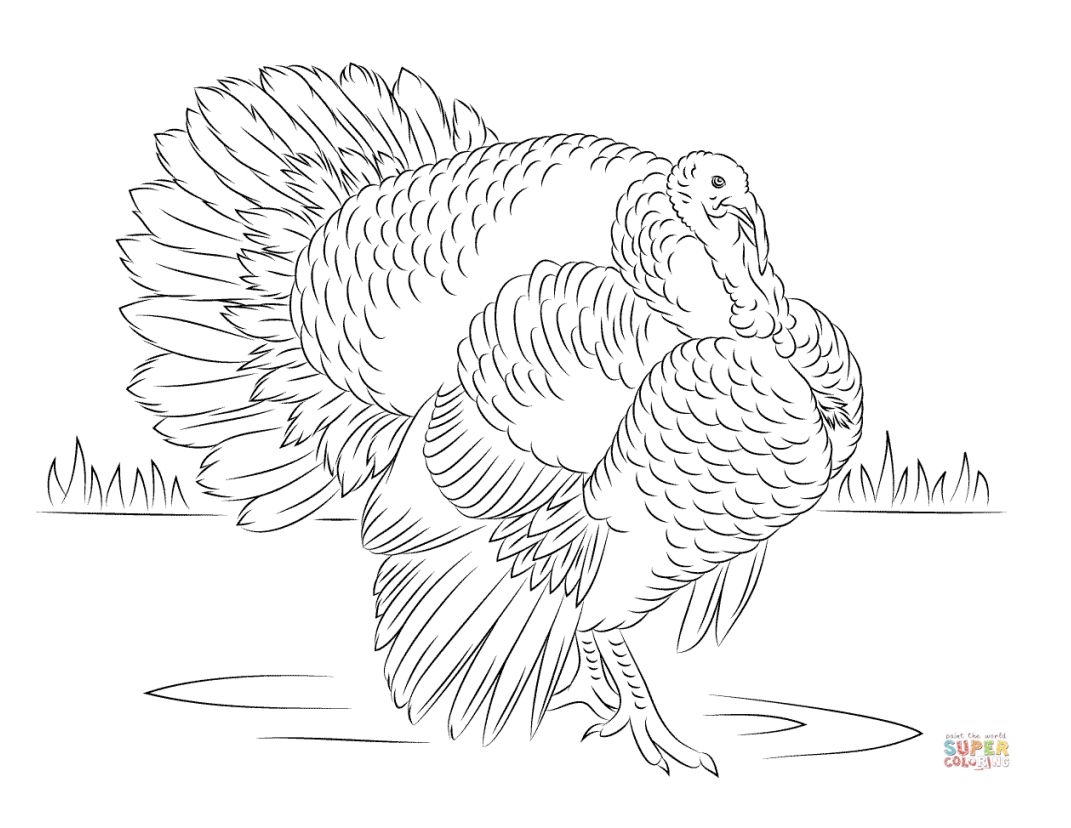 Print These Free Turkey Coloring Pages For The Kids