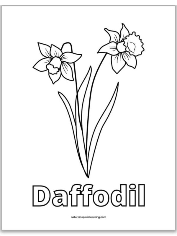 Daffodil Coloring Pages Printable