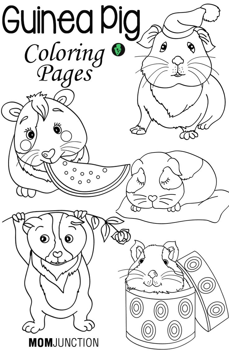 Top 25 Free Printable Guinea Pig Coloring Pages Online